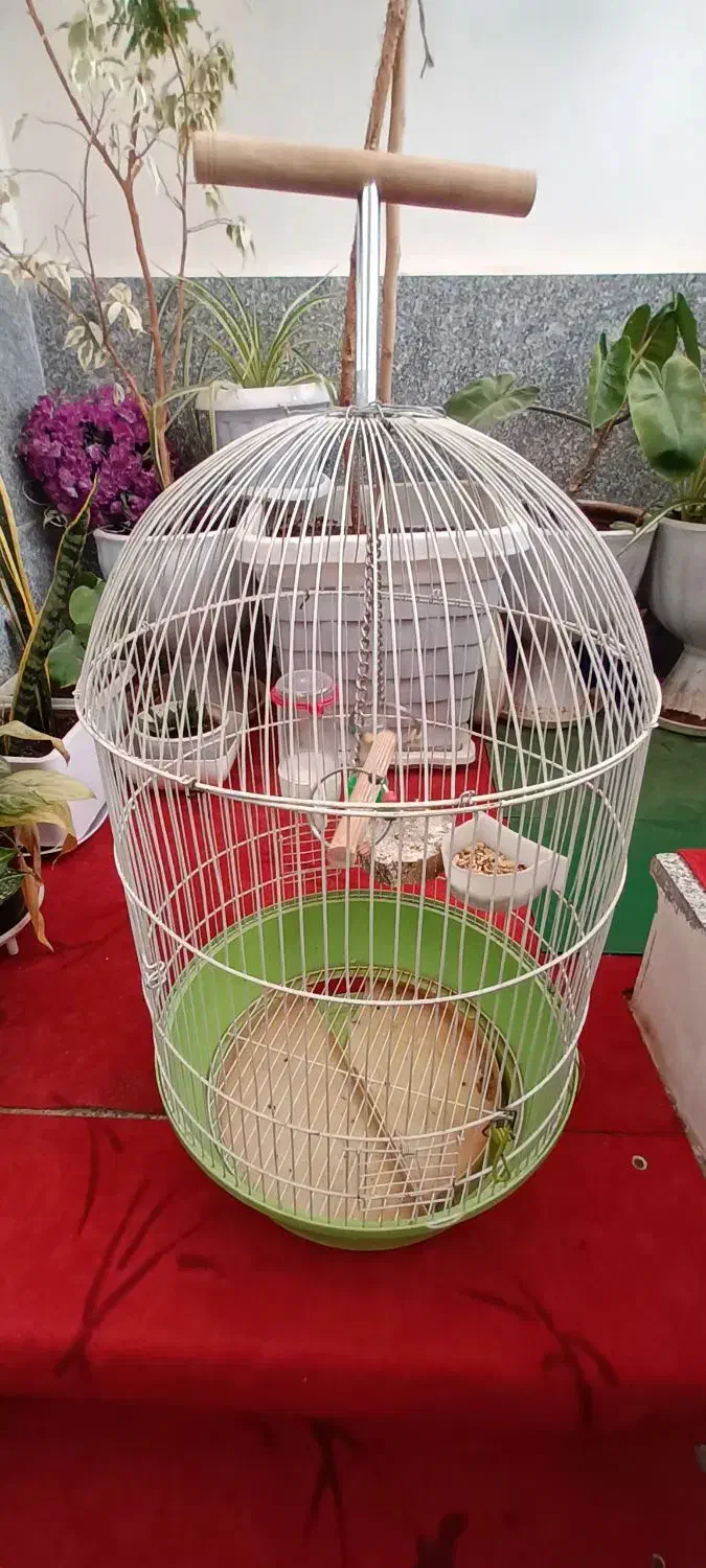 قفس|لوازم جانبی حیوانات|خرمآباد, |دیوار