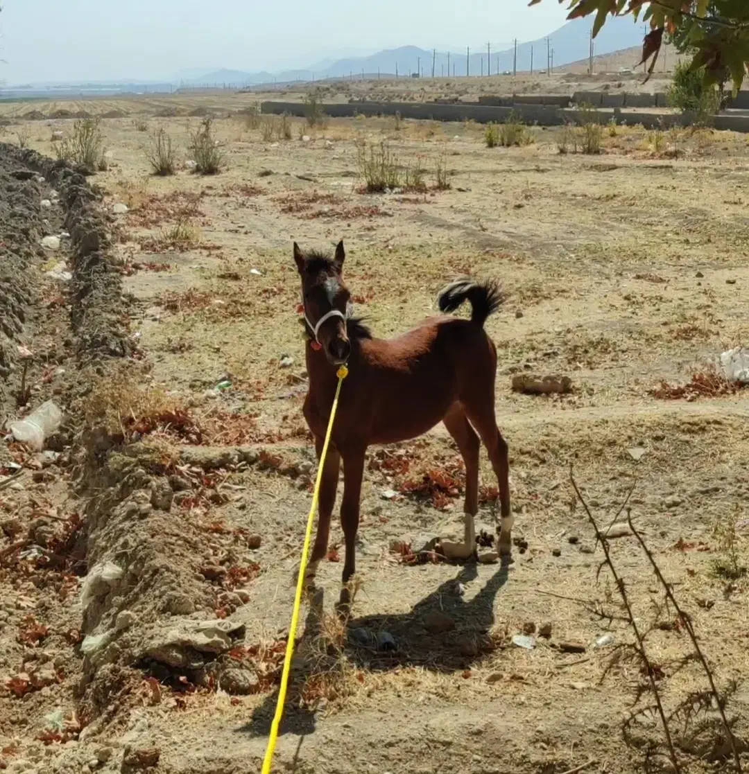 کره اسب|اسب و تجهیزات اسبسواری|شیراز, گویم|دیوار