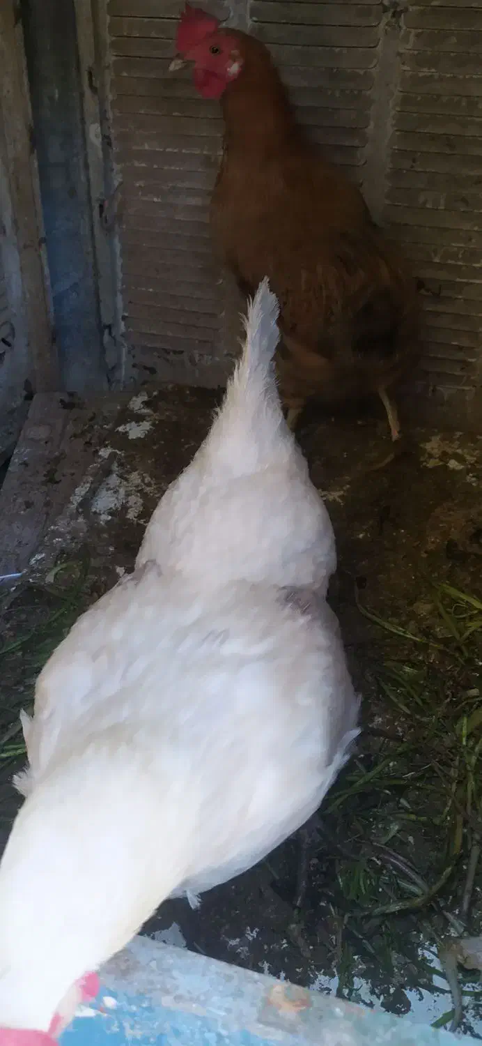 مرغ تخم گذار|حیوانات مزرعه|شاهین‌شهر, خبرنگار|دیوار