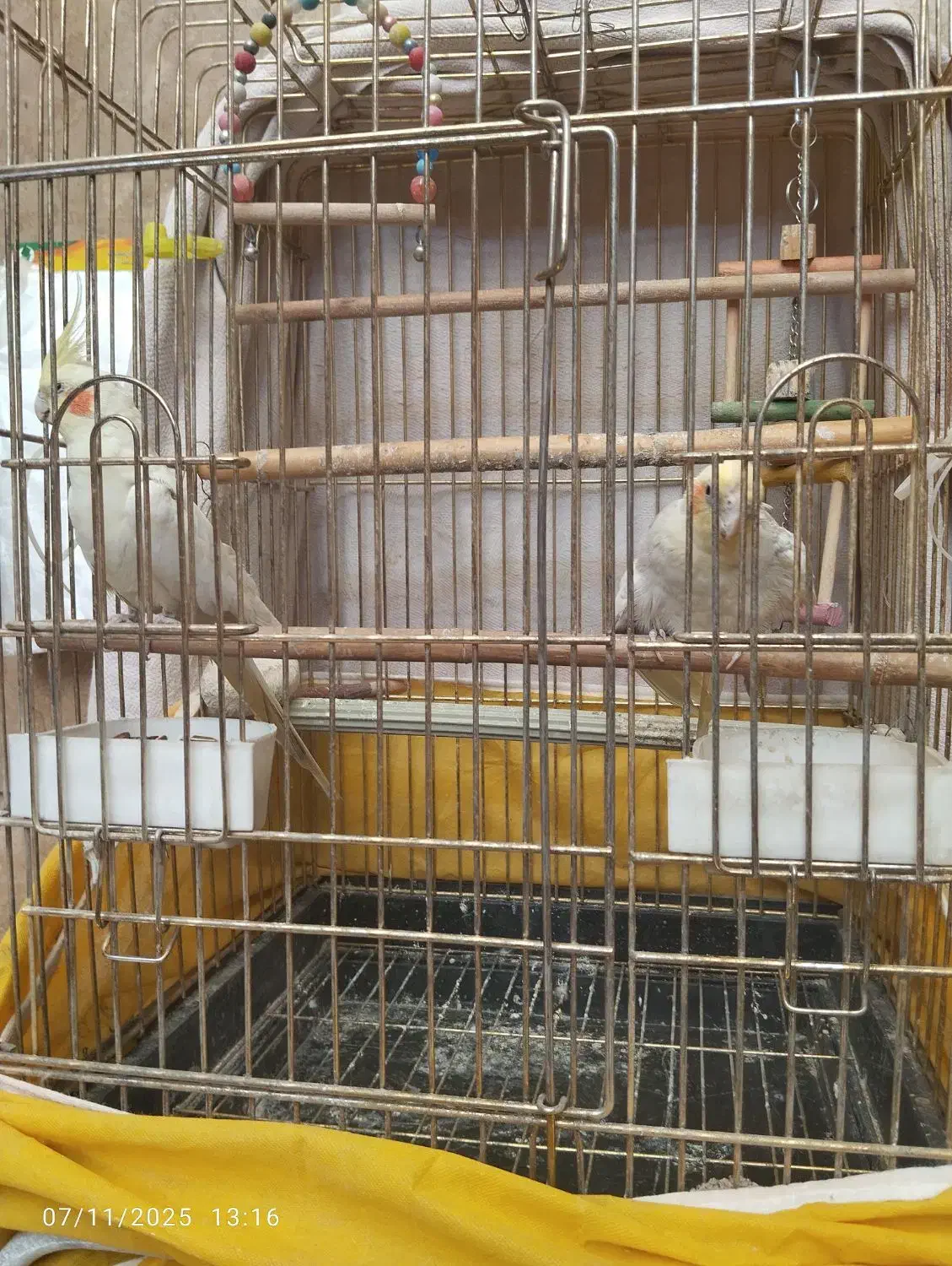 عروس هلندی جفت|پرنده|کرج, اسدآباد|دیوار