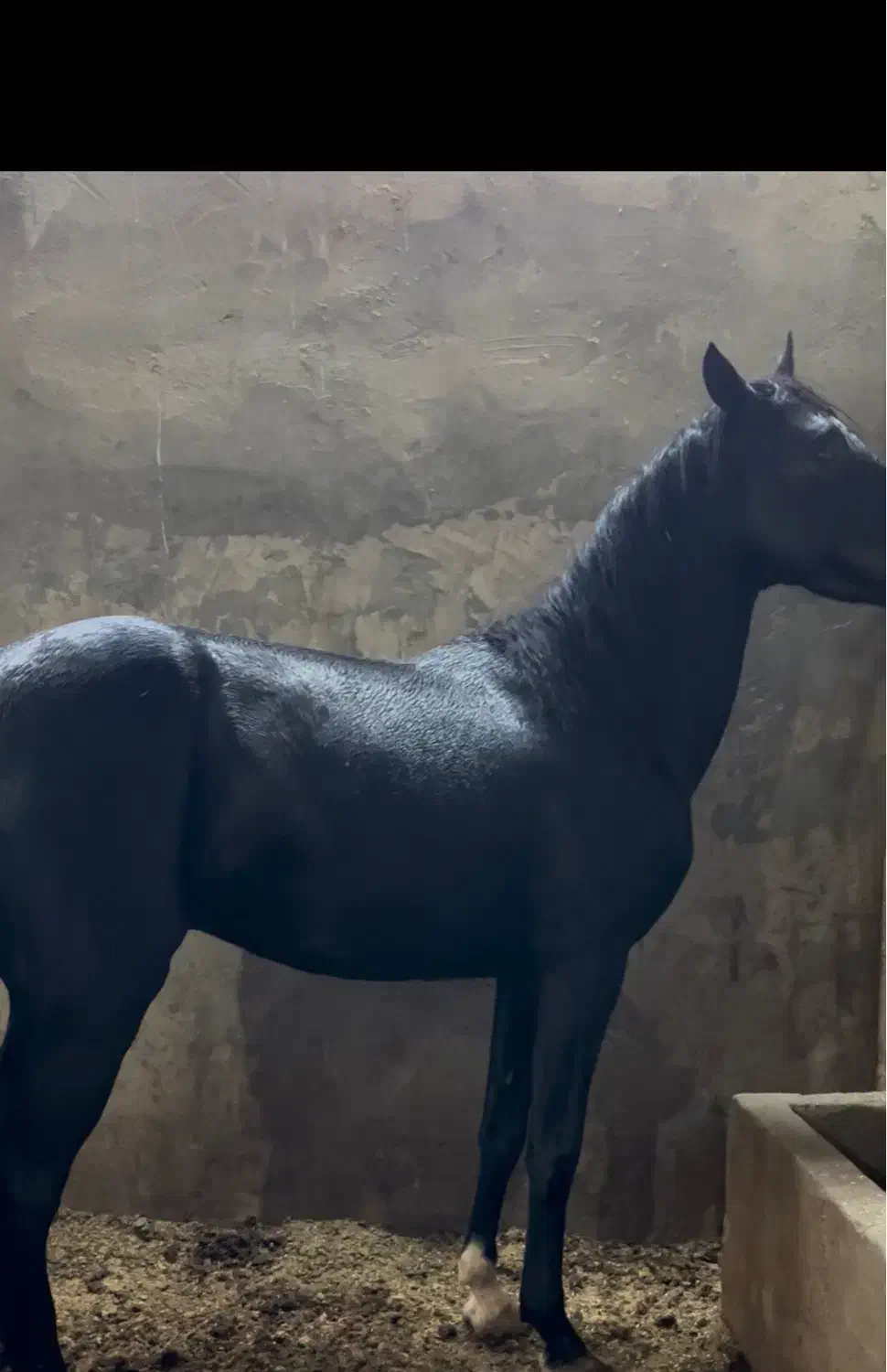 اسب فروشی|اسب و تجهیزات اسبسواری|رفسنجان, |دیوار