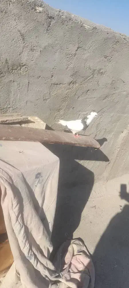 کبوتر توقی|پرنده|شادگان, |دیوار