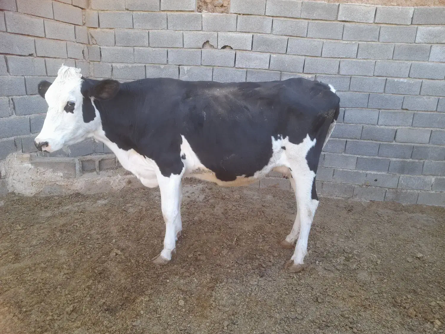 یه راس گاو شکم دوم، ۶ماه ابستن،شیر ۱۵ تا۱۹کیلو|حیوانات مزرعه|نوبران, |دیوار
