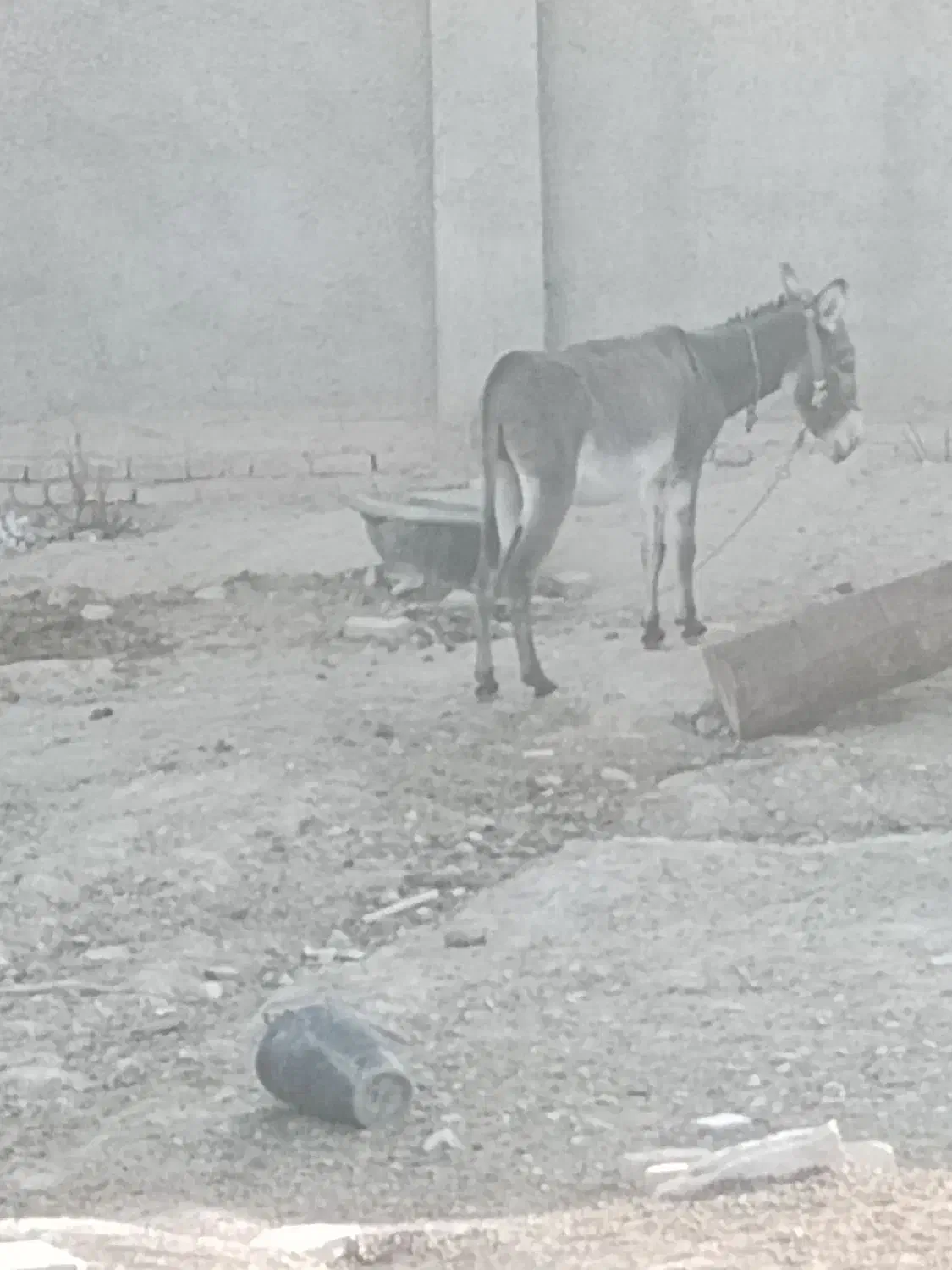 خر.|حیوانات مزرعه|تربت‌حیدریه, بالا ولایت|دیوار