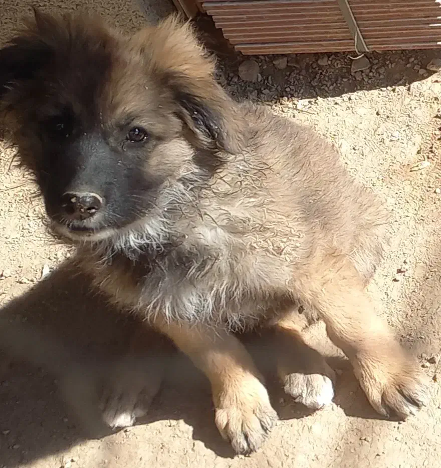 سگ ژرمن|سگ|کازرون, |دیوار