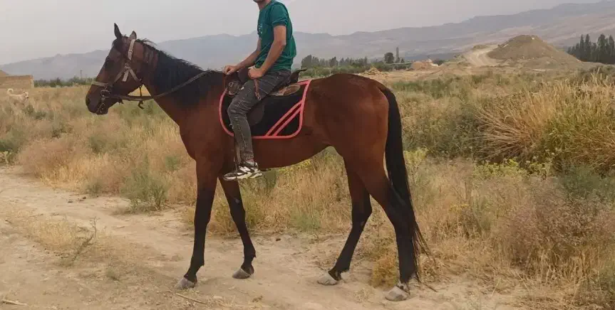 اسب نر|اسب و تجهیزات اسب‌سواری|ارومیه, |دیوار