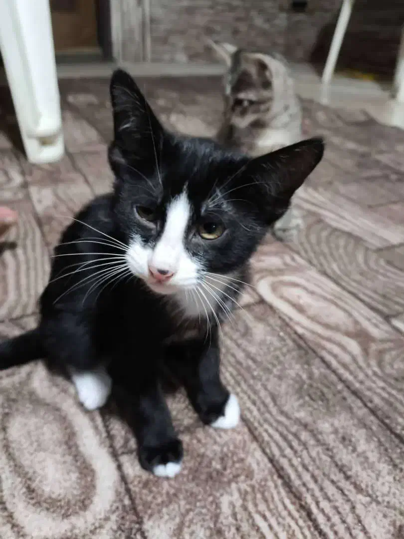 واگزاری کربه|گربه|بابل, |دیوار