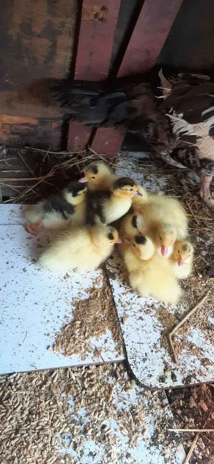 جوجه اردک اسرائیلی|حیوانات مزرعه|رشت, حومه رشت|دیوار