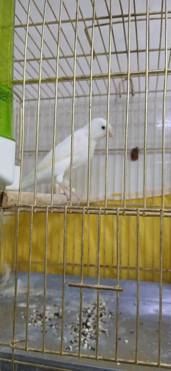 قناری|پرنده|محمدیه-قزوین, |دیوار