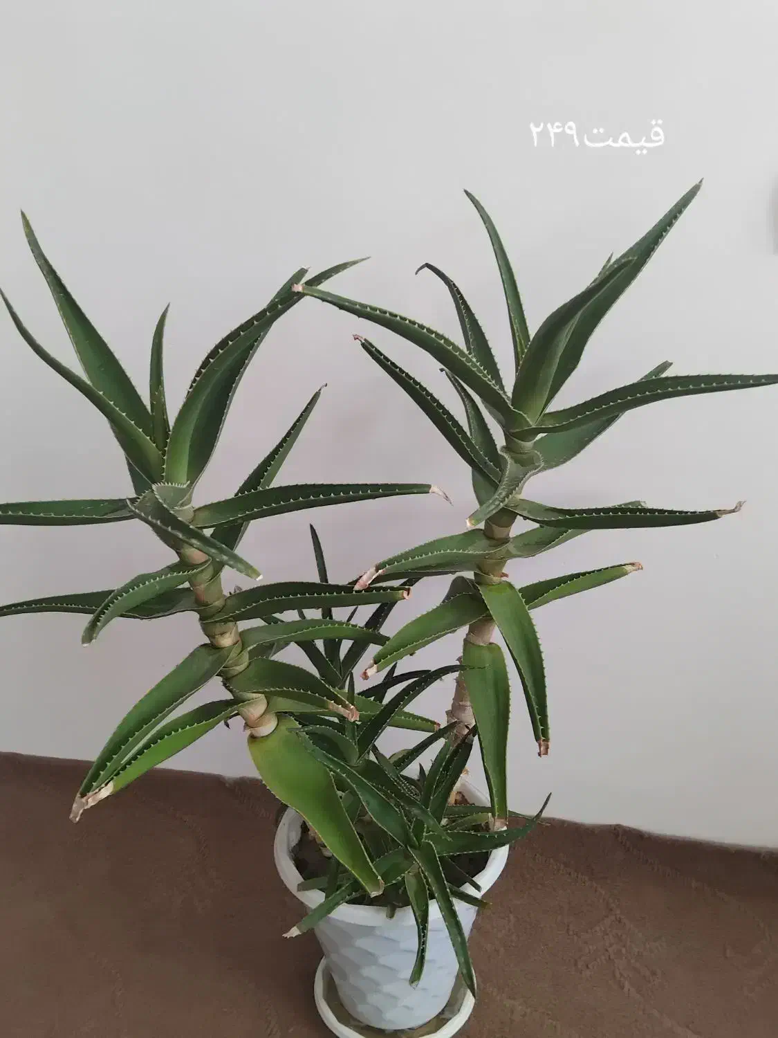 ۳‌تا‌گل‌طبیعی‌ب‌فروش‌میرسد|گل و گیاه طبیعی|سلماس, |دیوار