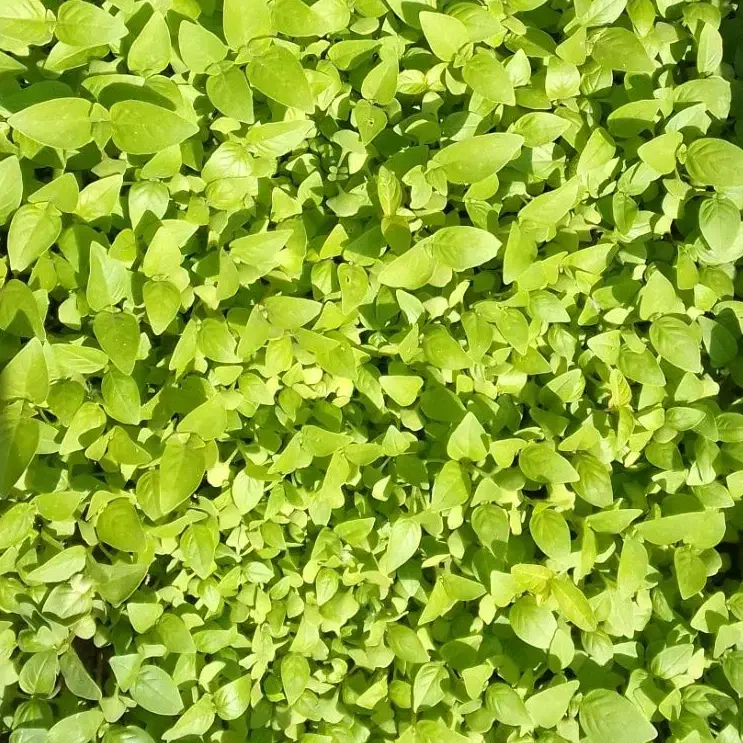 سبزی آماده ی طبخ|خدمات پذیرایی، مراسم|رودبنه, |دیوار