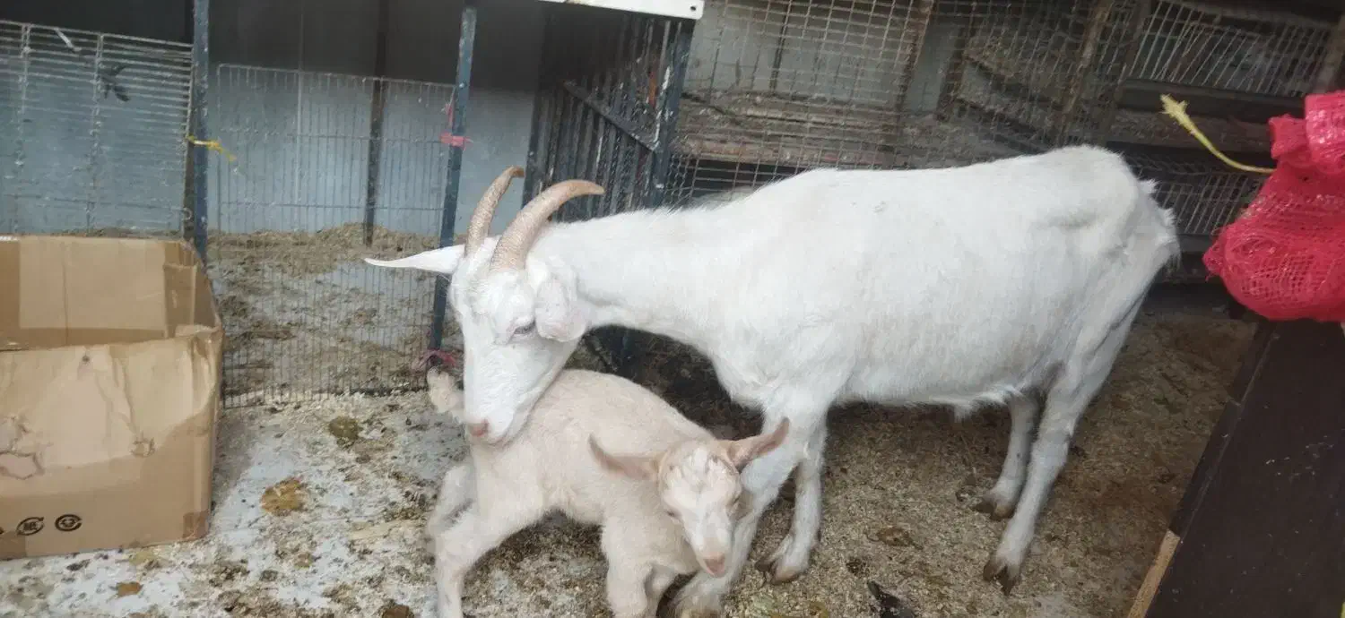 بز و بزغاله سانن|حیوانات مزرعه|گلبهار, نوبهار|دیوار