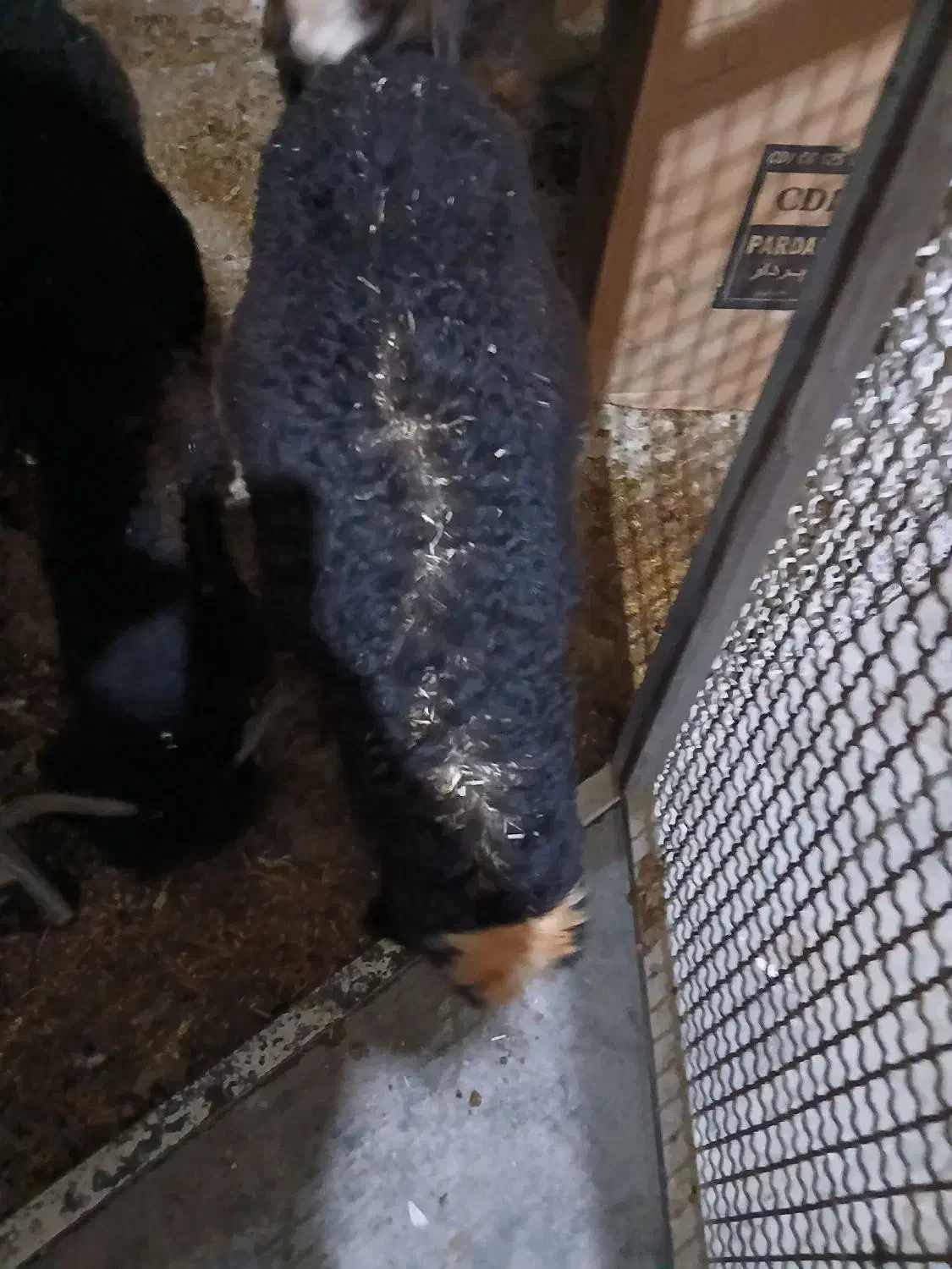 بره نر|حیوانات مزرعه|لالی, |دیوار