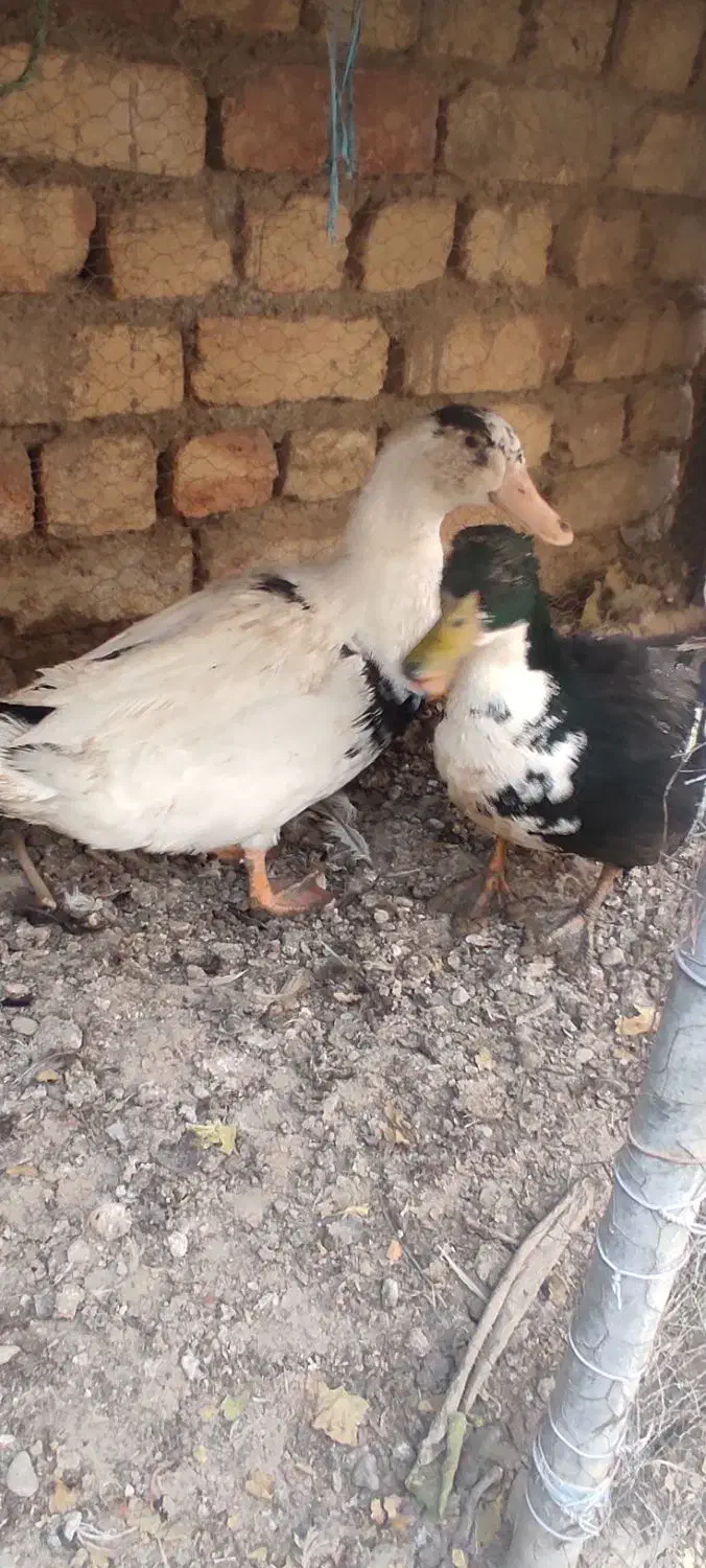 اردک بومی|حیوانات مزرعه|پیر بکران, |دیوار