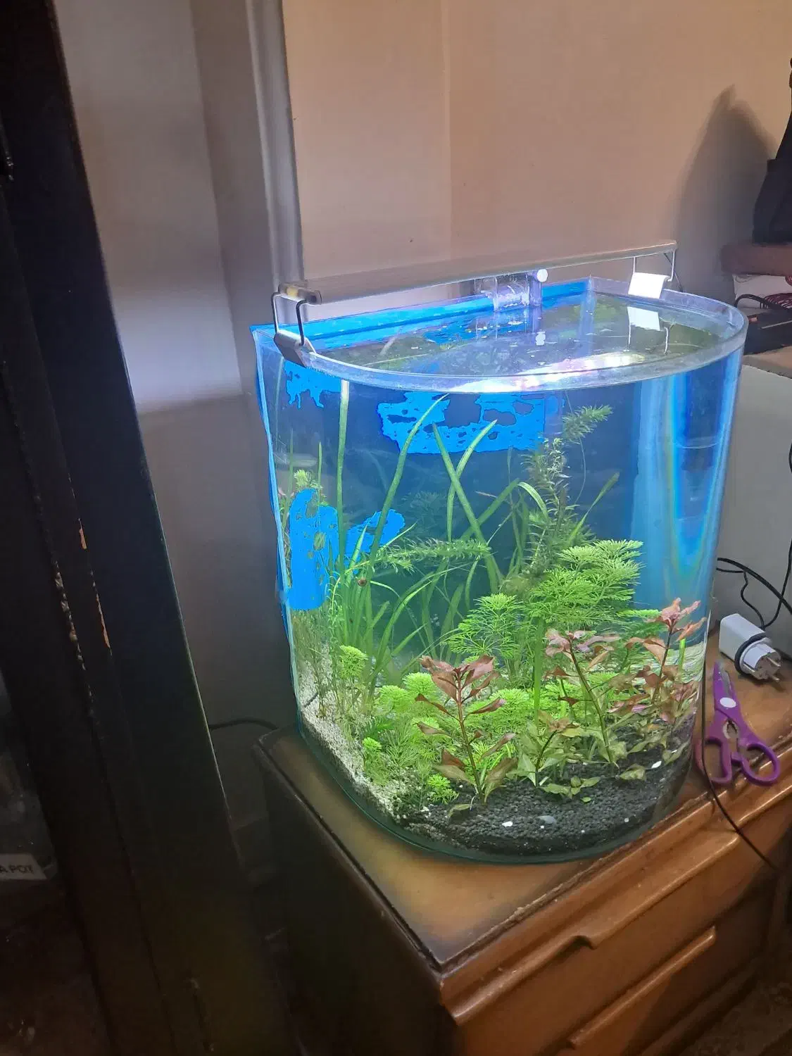 اکواریوم گیاهی|ماهی|تهران, جوادیه تهرانپارس|دیوار