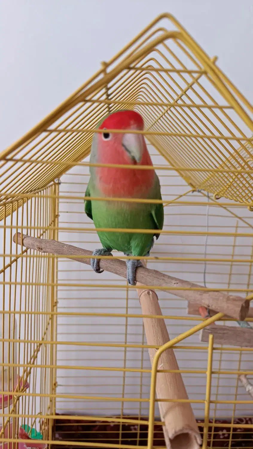 یک جفت کوتوله برزیلی|پرنده|بیرجند, |دیوار