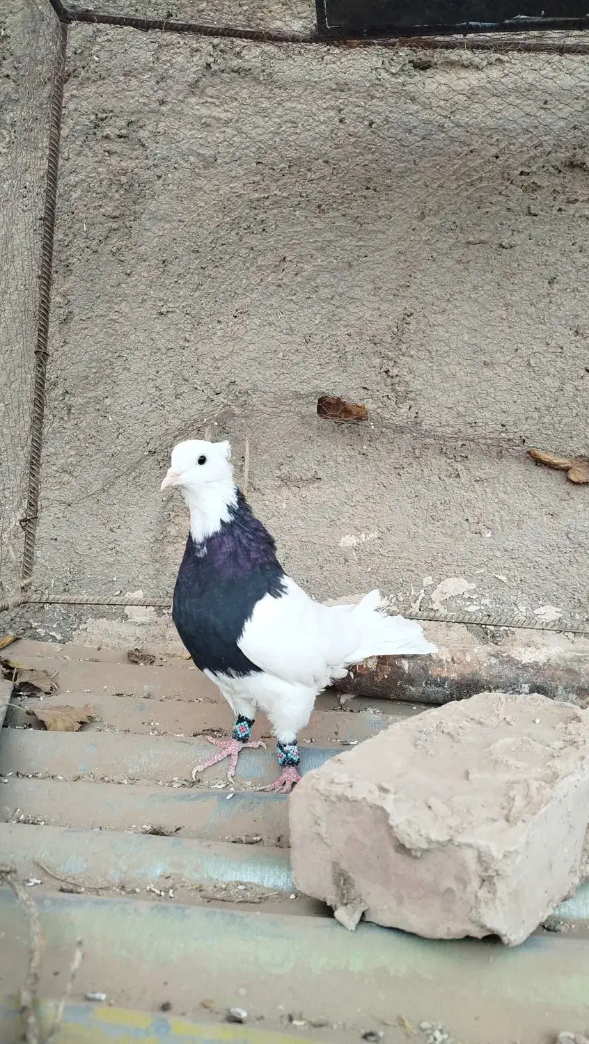 طوق|پرنده|سرایان, |دیوار