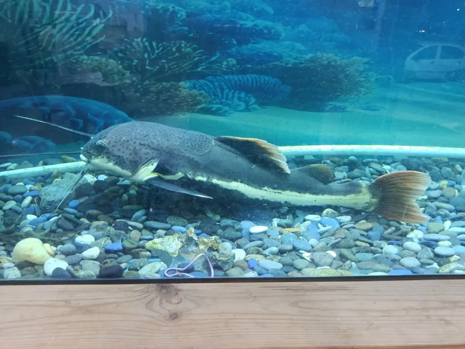 پنکوسی شکاری ورتیل|ماهی|رباطکریم, رباطکریم|دیوار