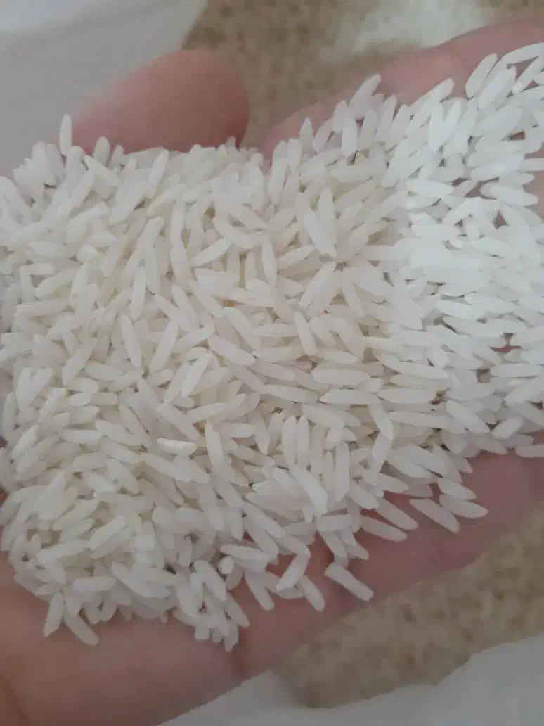 برنج هاشمی|خوردنی و آشامیدنی|لاهیجان, لاشیدان|دیوار