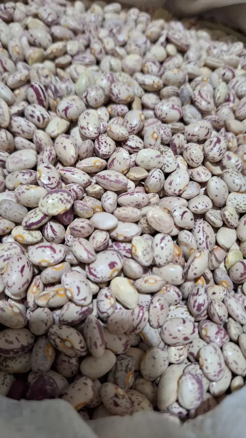 لوبیا چیتی|خوردنی و آشامیدنی|مرودشت, ژیان|دیوار