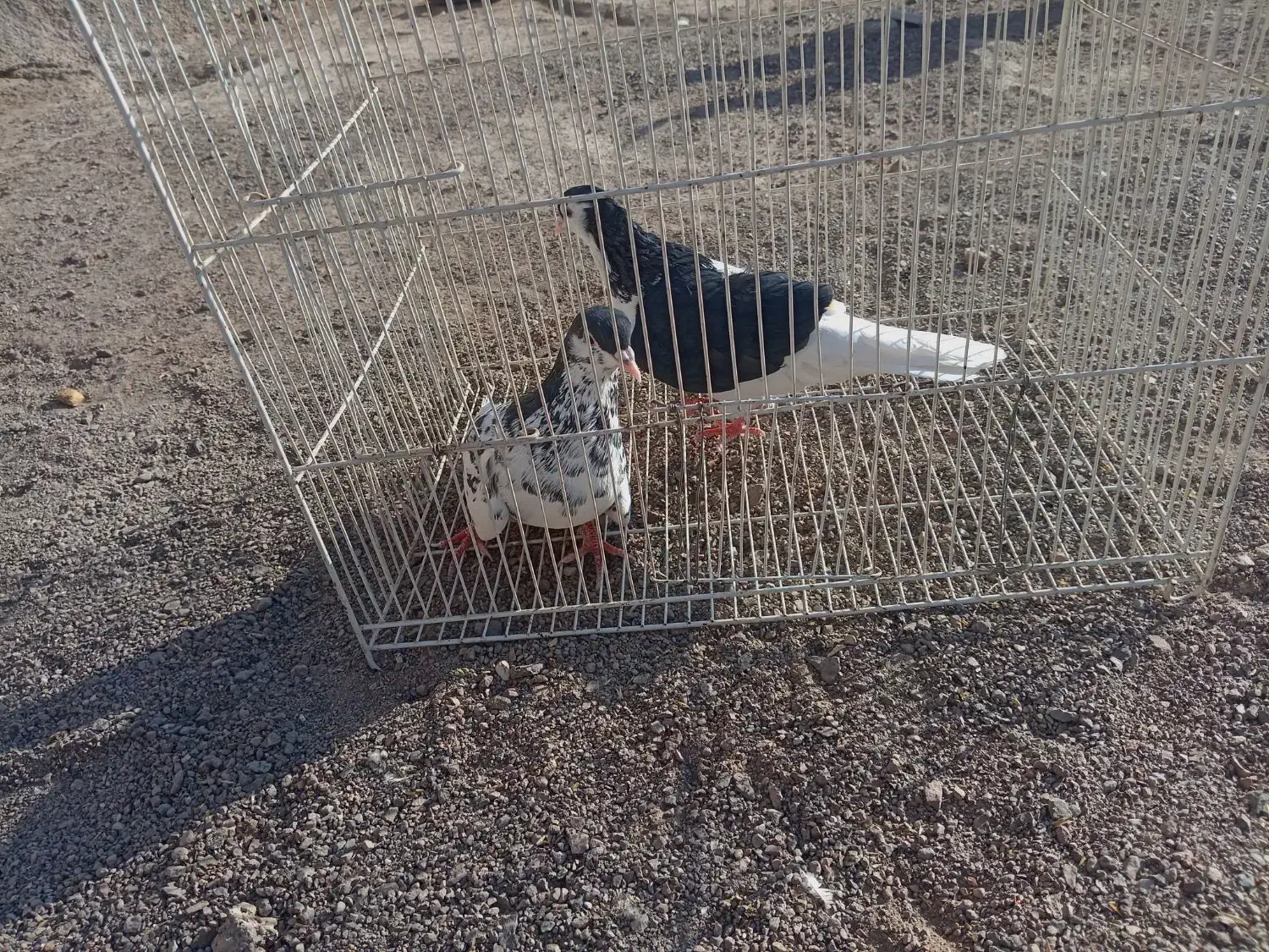 کفتر عالی فقط به شرت تخم جوجه|پرنده|طاغنکوه, |دیوار