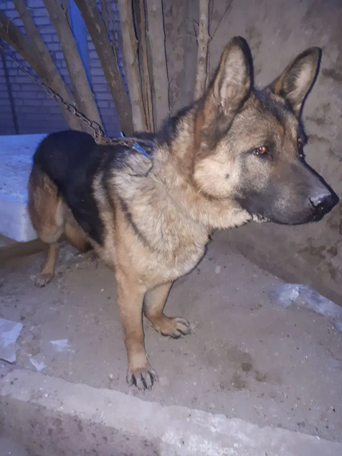 سگ ژرمن نگهبان|سگ|فشاپویه, |دیوار