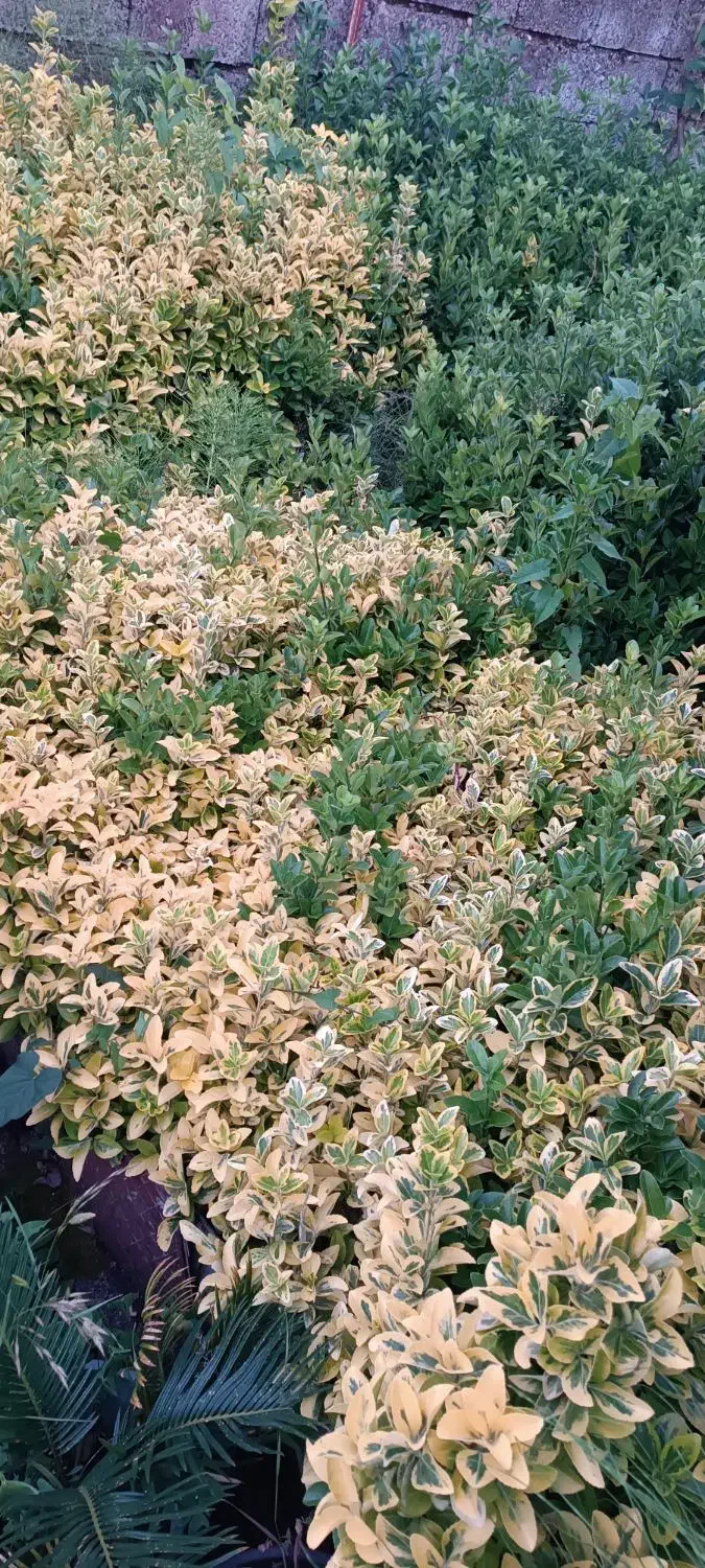 شمشاد نشایی|گل و گیاه طبیعی|عباس‌آباد, |دیوار