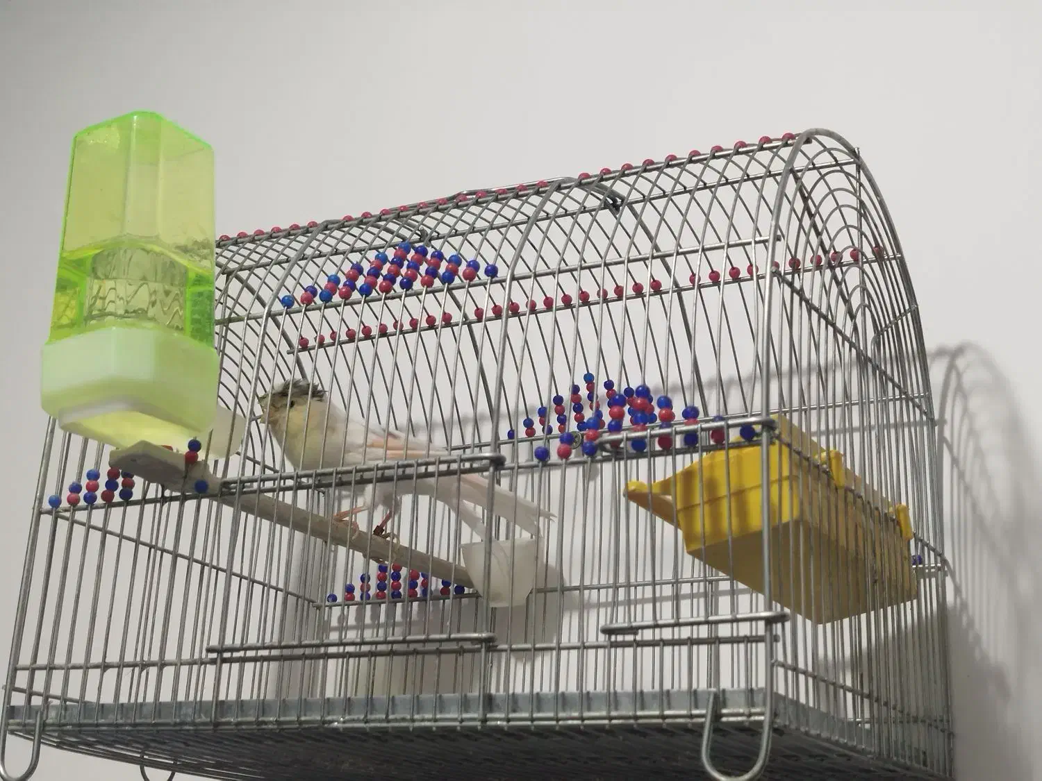 قناری نر بخون|پرنده|ساوه, |دیوار