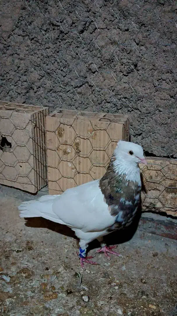 طوق سور گم کردم|حیوانات|بم, |دیوار