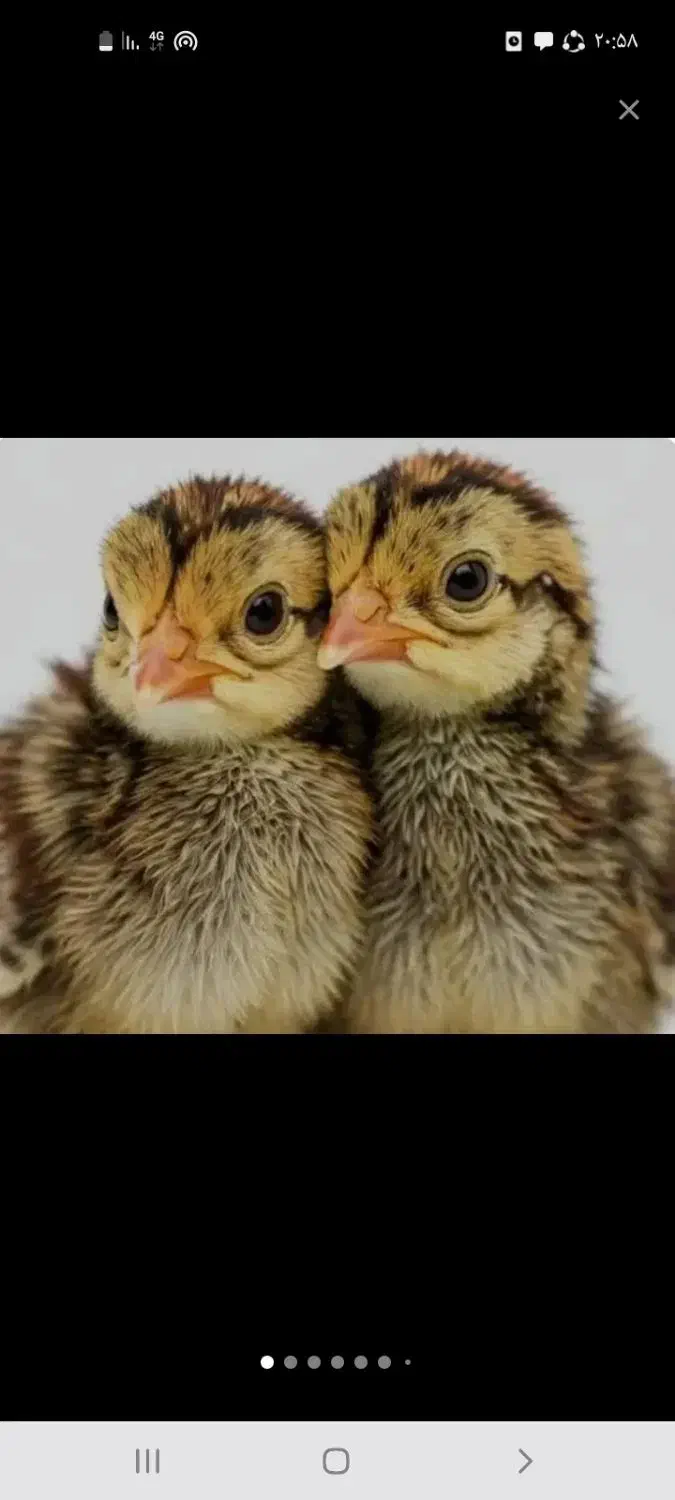 جوجه بلدرچین  ۳۰ روز  تخم گزار وگوشتی|حیوانات مزرعه|محلات, |دیوار