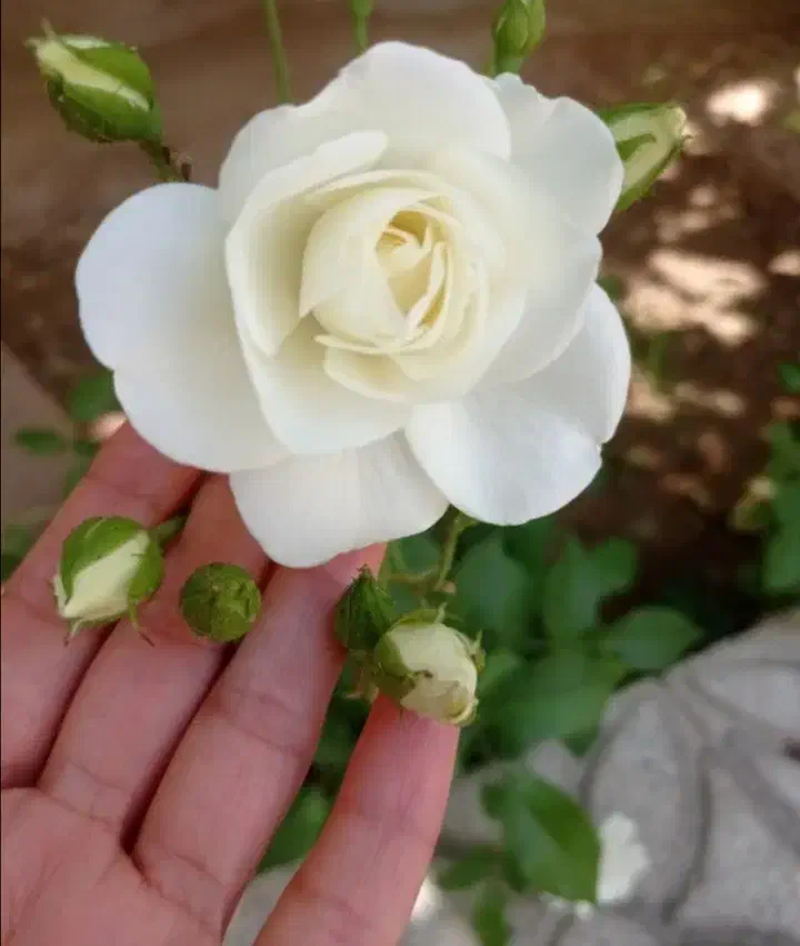 راهنمایی کار لطفا|فعالیت داوطلبانه|زهک, |دیوار