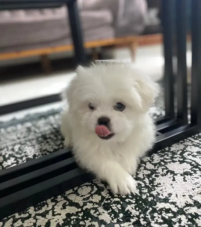 شیتزو|سگ|تهران, باشگاه نفت|دیوار