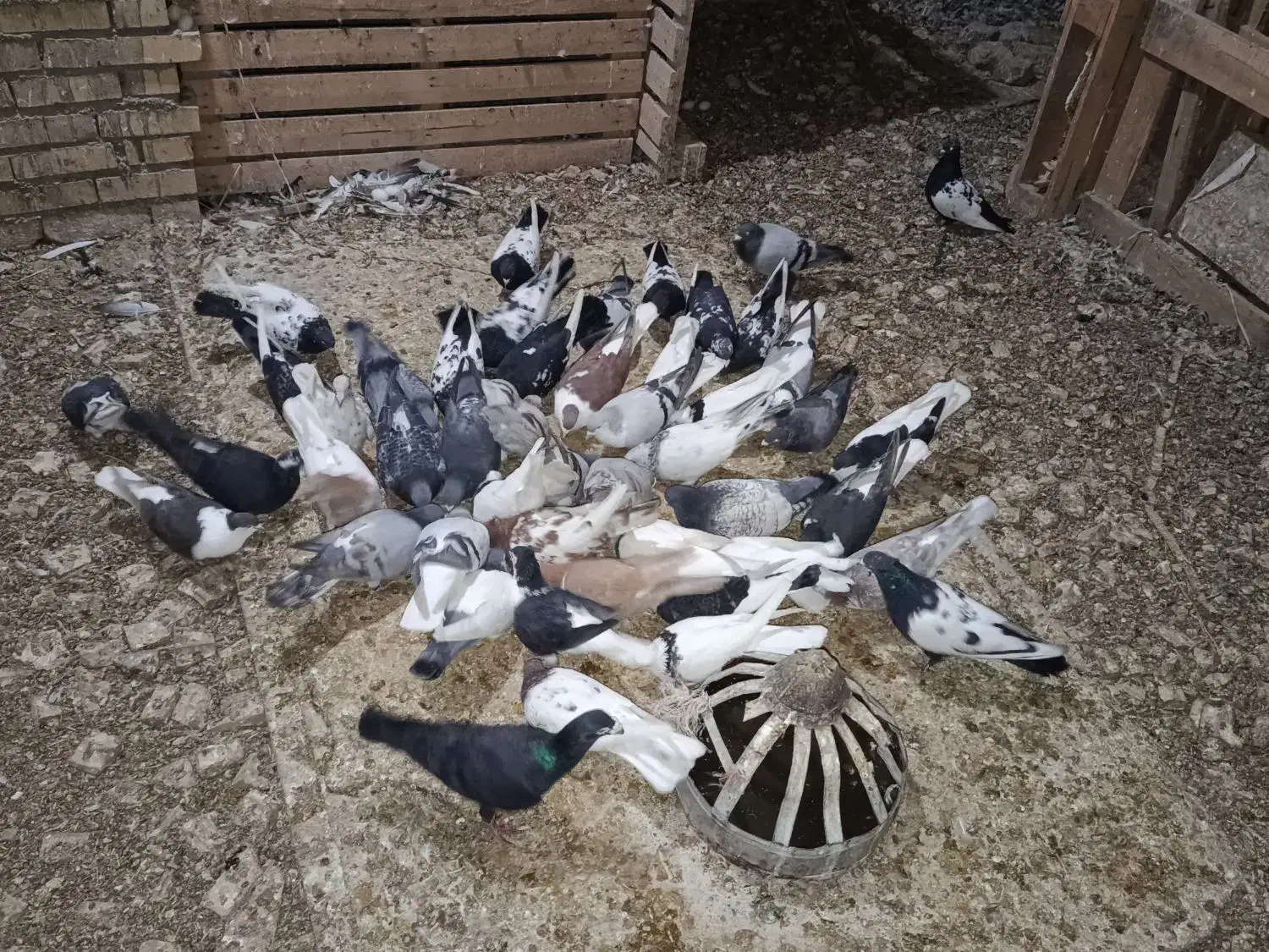 600|پرنده|مشهد, تبادکان|دیوار