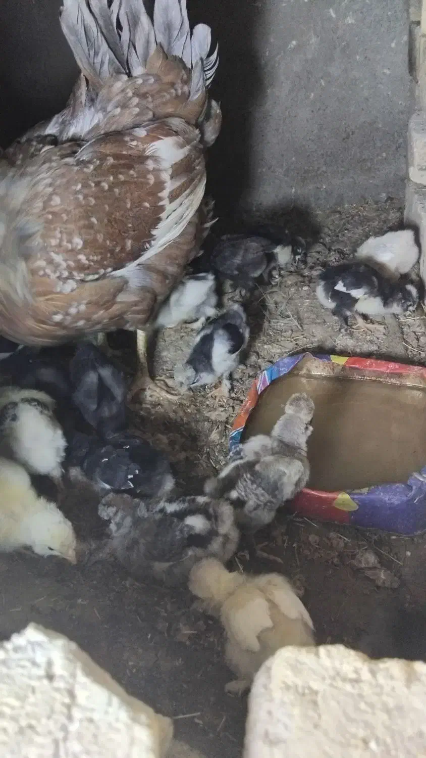 تخم مرغ نطفه دارسلطان|حیوانات مزرعه|فلاورجان, |دیوار