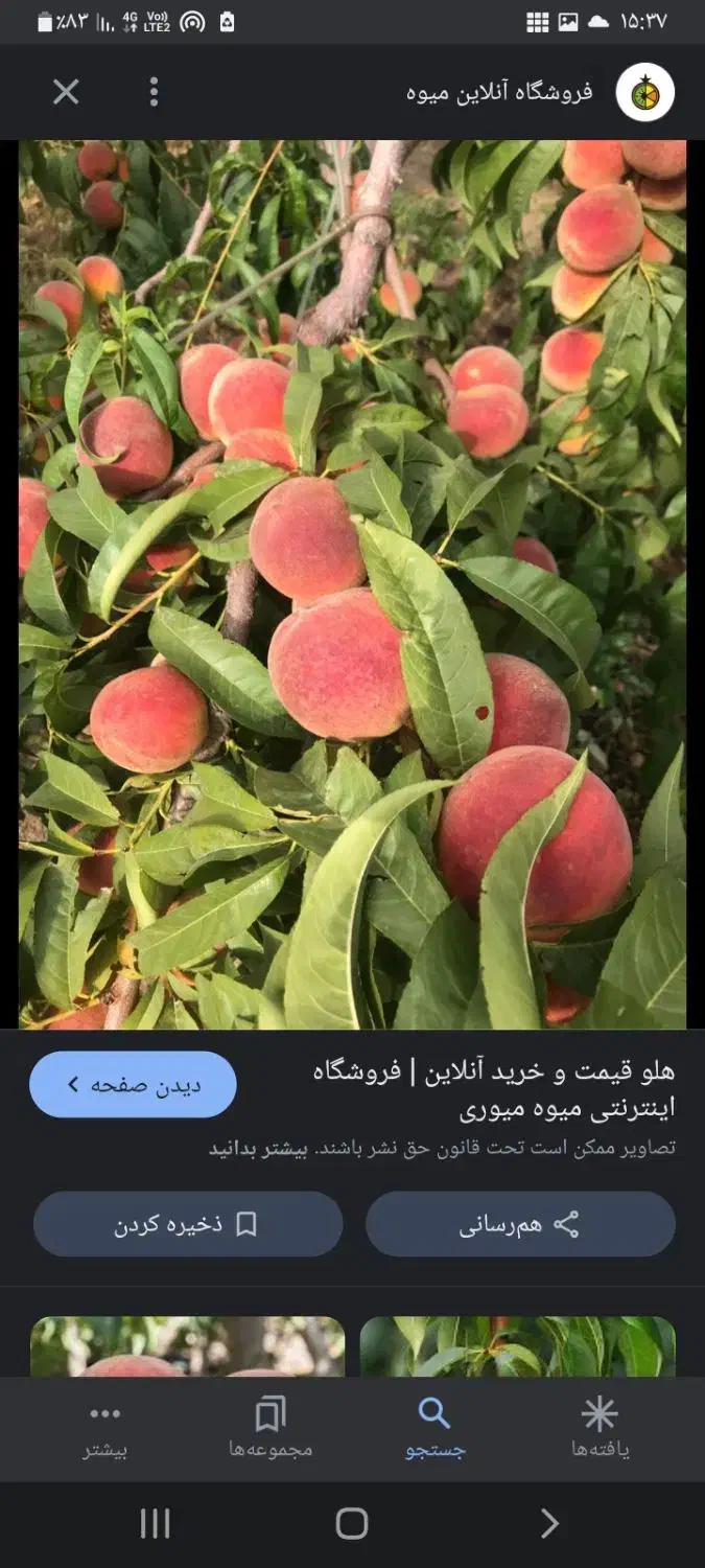 فروش نهال هلو ۲ساله|گل و گیاه طبیعی|میاندوآب, |دیوار