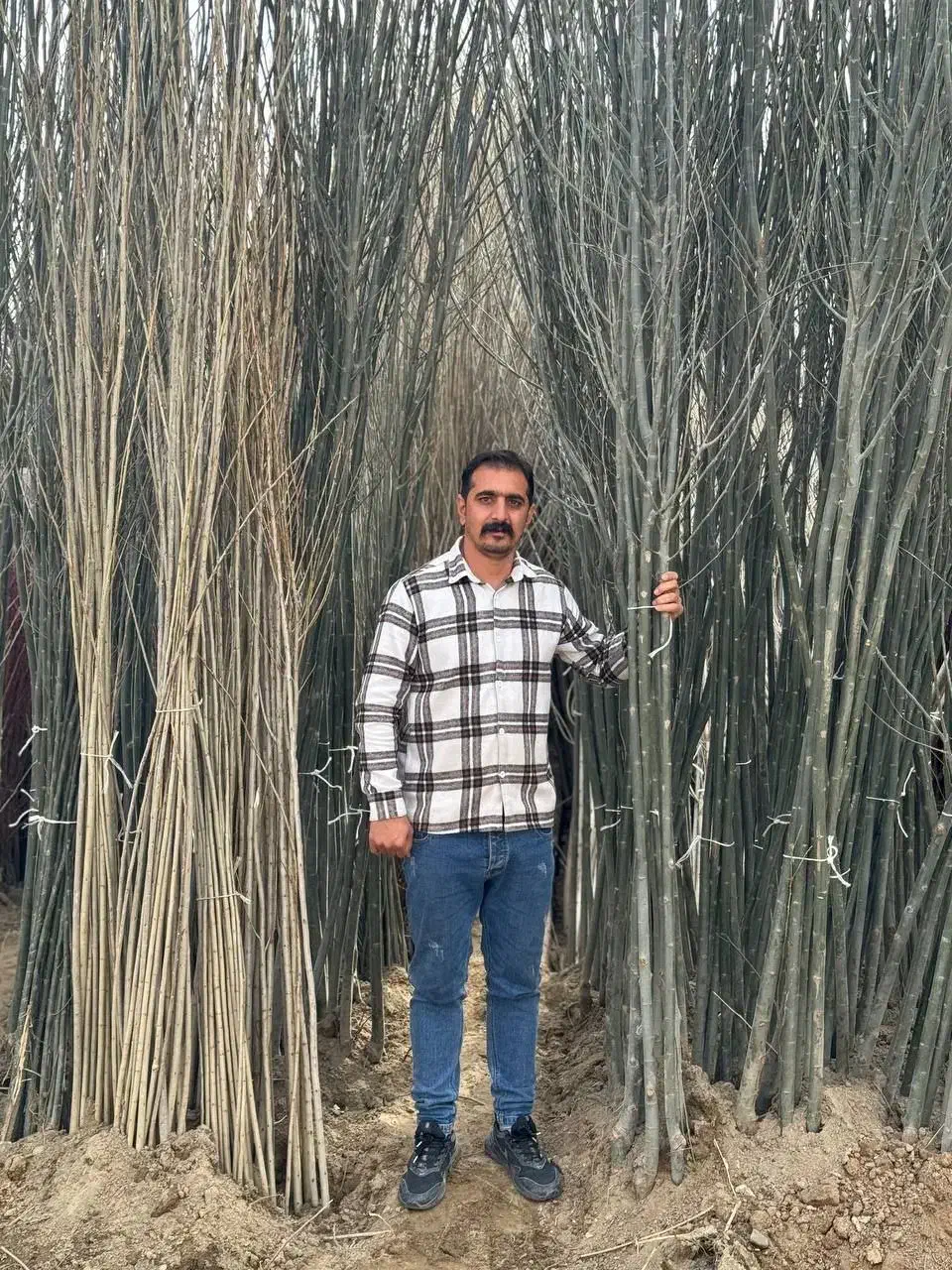 نهال کبوده یک ساله سریع الرشد|خدمات باغبانی و درختکاری|شوط, |دیوار