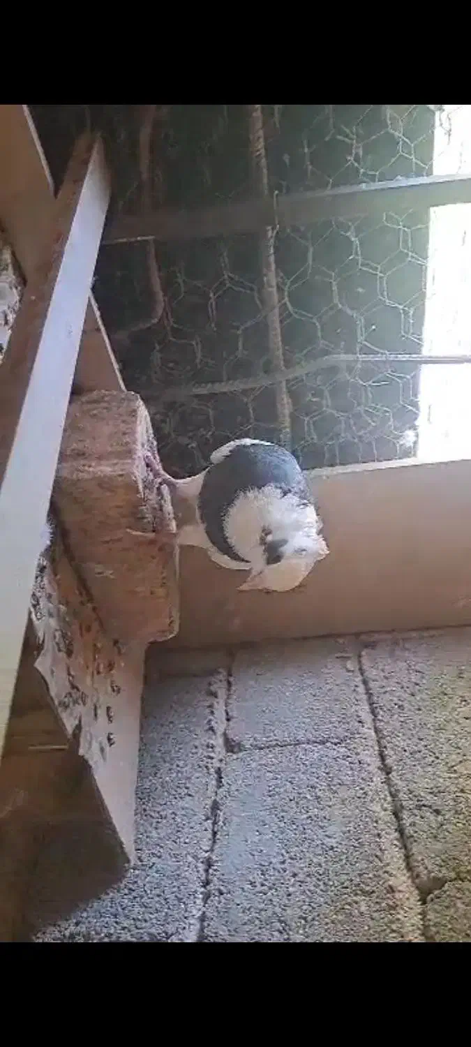 کبوتر پرشی.نرتضمینی|پرنده|ایلام, |دیوار