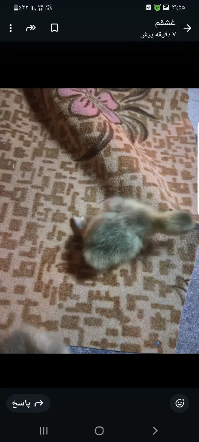 جوجه|حیوانات مزرعه|بهبهان, |دیوار