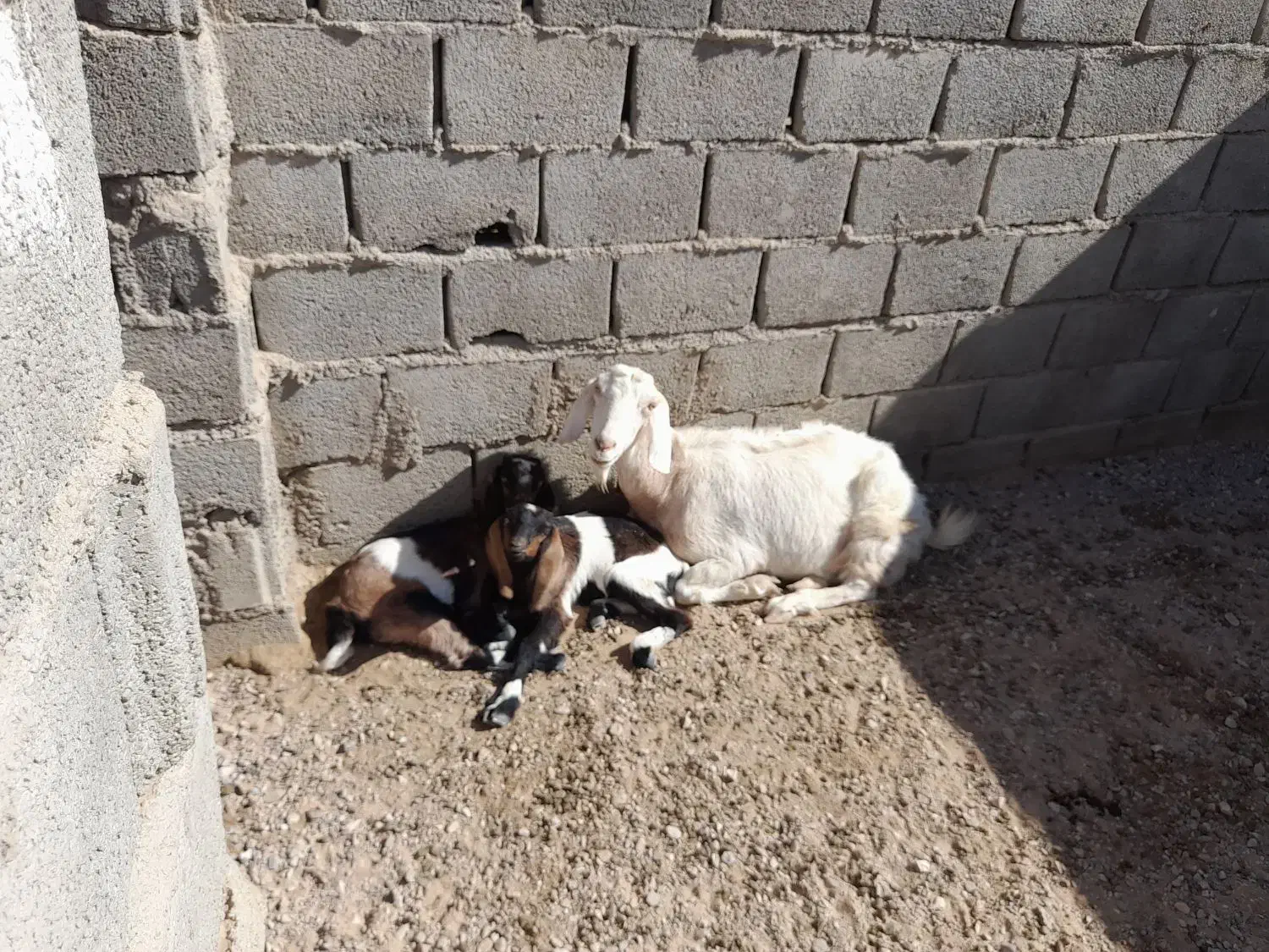 بز دورگ دوقلودار|حیوانات مزرعه|طبس, |دیوار