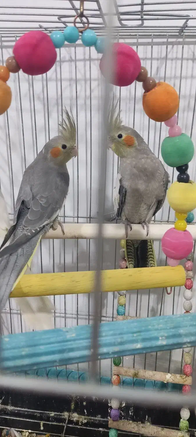 جوجه عروس دوماهه|پرنده|پاکدشت, پاکدشت (مامازند)|دیوار