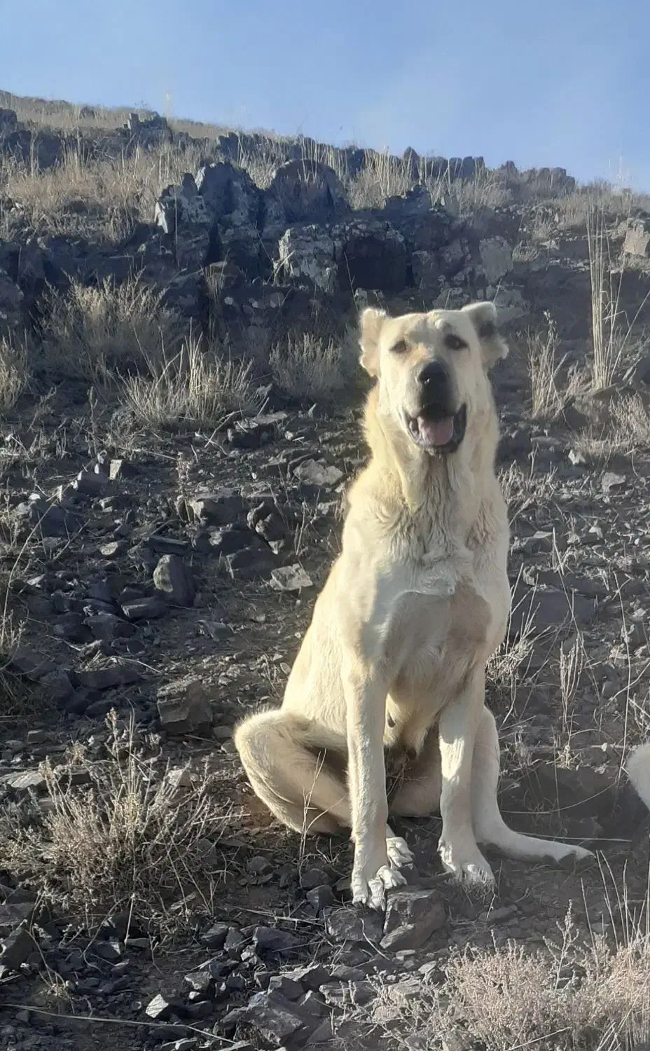 سگ گمشده|حیوانات|اهر, |دیوار