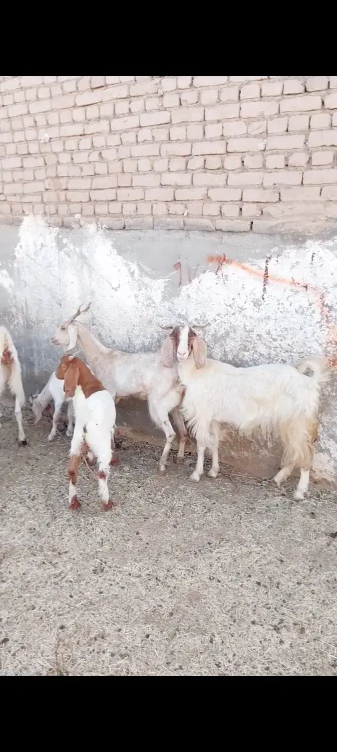 ۳ راس بز زایده|حیوانات مزرعه|کاشمر, |دیوار