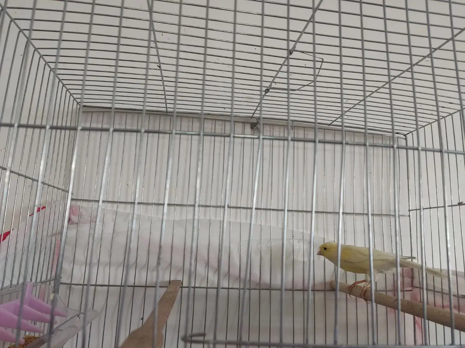 ماده قناری|لوازم جانبی حیوانات|سیرجان, |دیوار