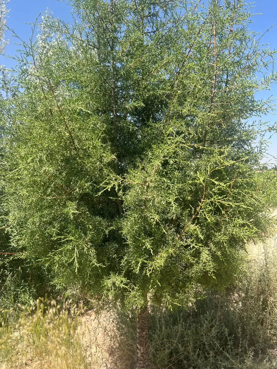 چهاردیواری/برق تجاری/دستجا/600متر|فروش زمین و ملک کلنگی|اصفهان, براآن شمالی|دیوار