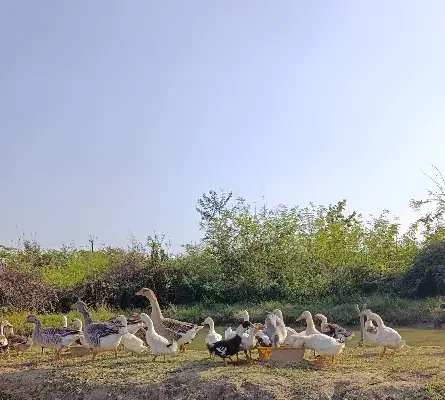 اردک گوشتی|حیوانات مزرعه|احمدسرگوراب, |دیوار