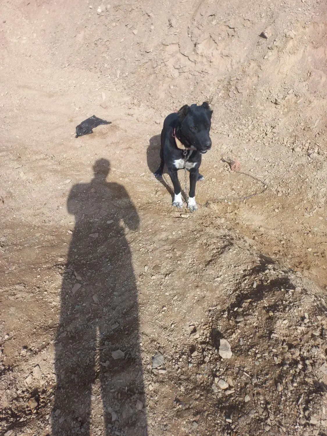 سگ افغان گله ای ضمانتی|سگ|مود, |دیوار