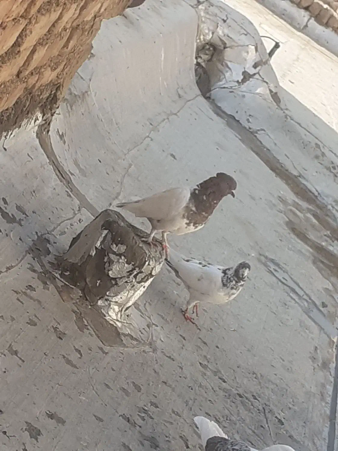 کفتر کله دار|پرنده|ساوه, |دیوار