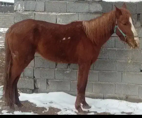 اسب آبستن|اسب و تجهیزات اسبسواری|مشهد, سناباد|دیوار