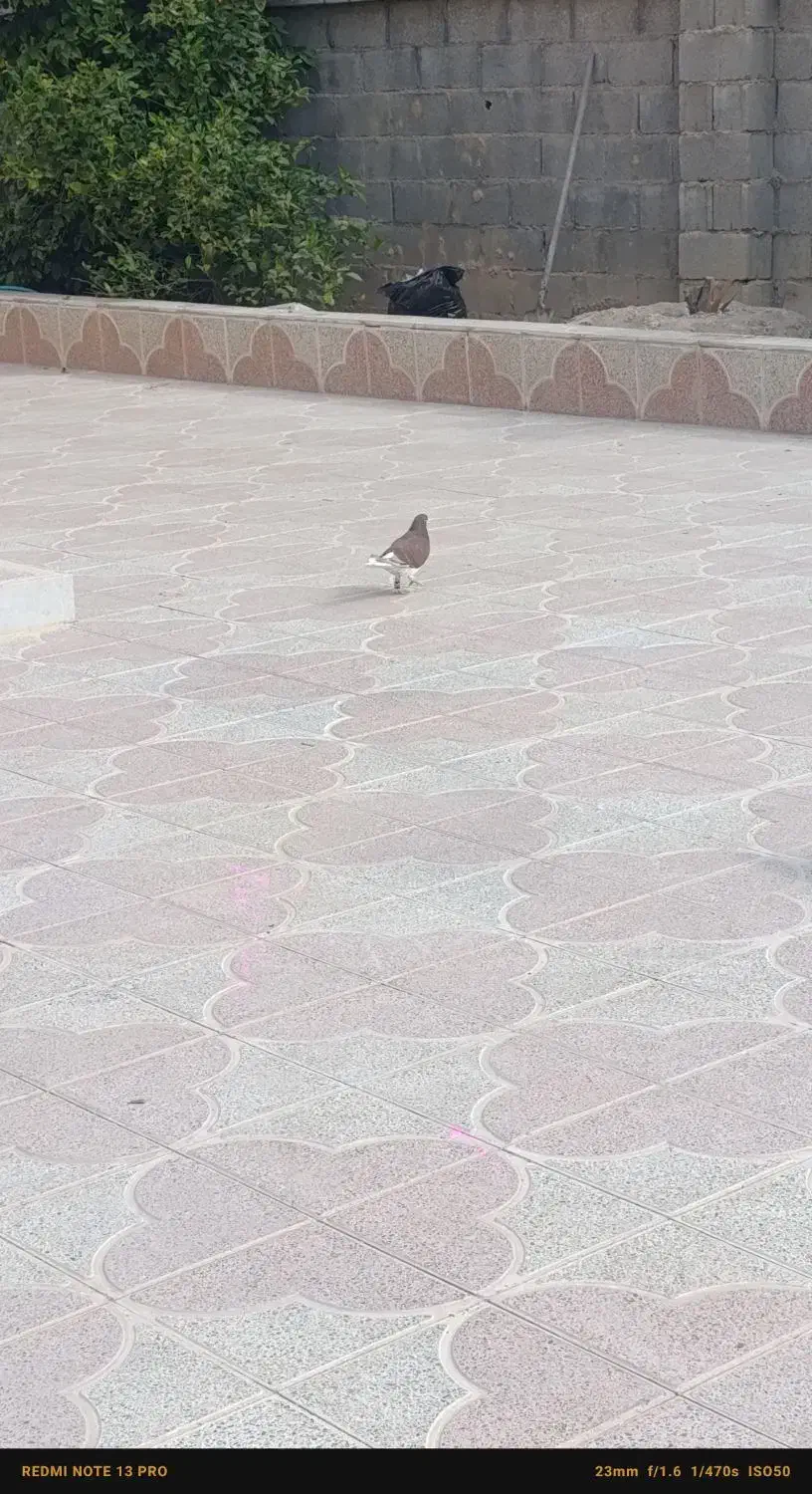 یه کفتر دونبی مادر عالی|پرنده|جم, |دیوار