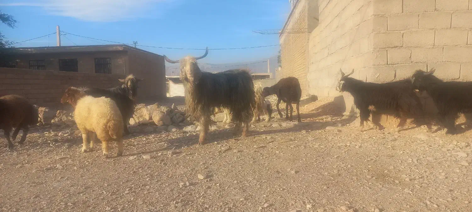 نر بز یا ساورین درجه یک|حیوانات مزرعه|مهران (ایلام), |دیوار